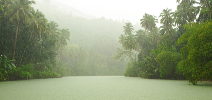 10 Hours of Jungle Rainforest Rain & Birds & Bugs