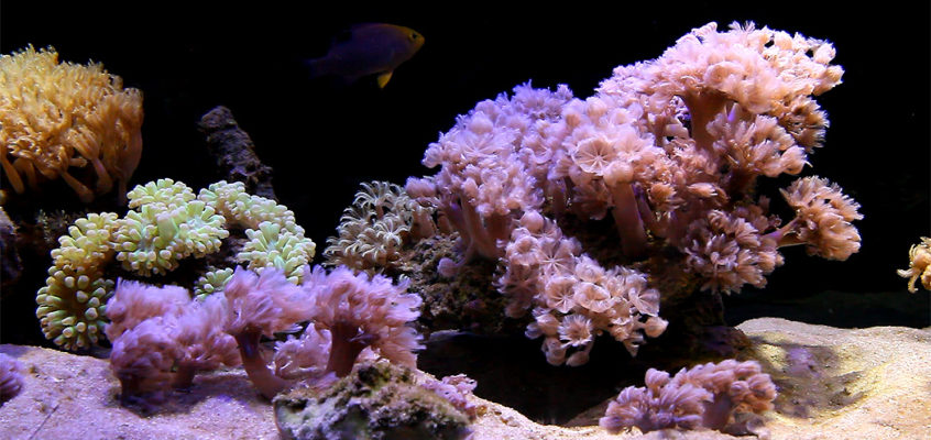 10 Hours of Saltwater Reef Aquarium #2 HD Video